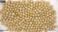 Seed